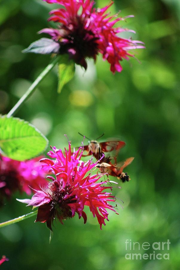 Hummingbird Moth Photograph by Lila Fisher-Wenzel