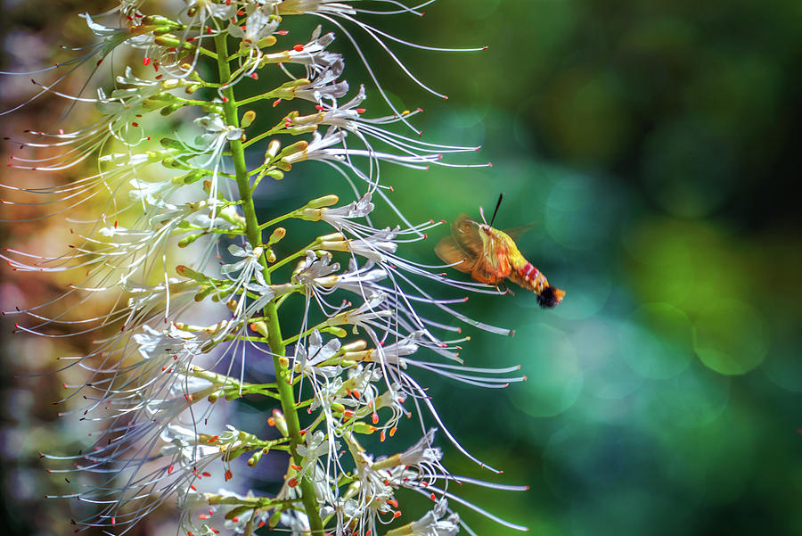 Hummingbird Moth Photograph by Lilia S
