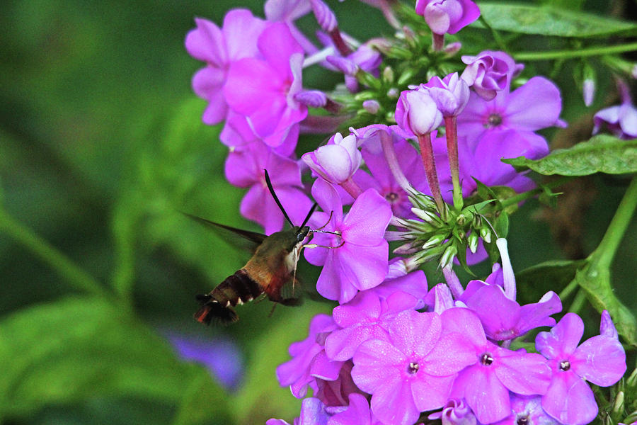 Hummingbird Moth Loving Pink Phlox Photograph by Debbie Oppermann