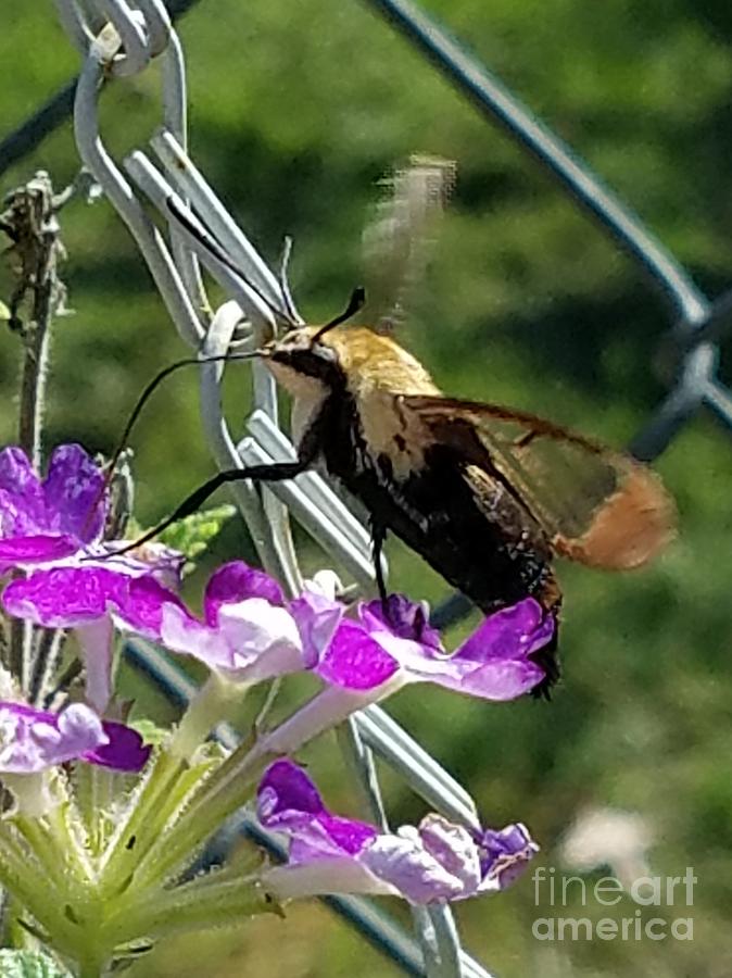 Hummingbird Moth Photograph by Maria Urso