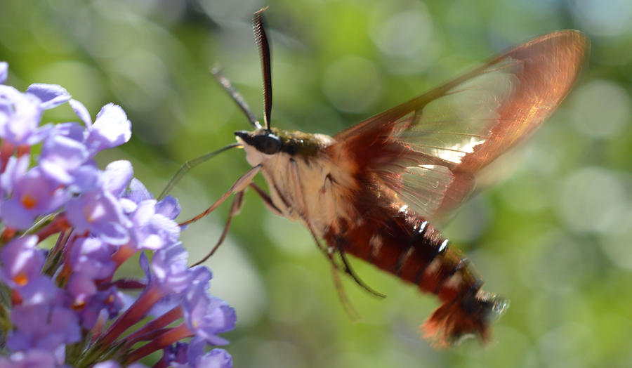 Hummingbird Moth Photograph by MHmarkhanlon - Fine Art America