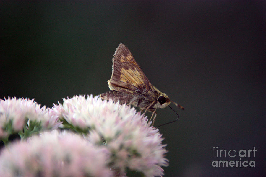Hummingbird Photograph - Hummingbird Moth by Robert Smitherman