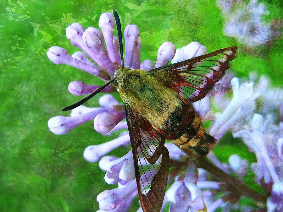 Nature Photograph - Hummingbird Moth by Shirley Sirois