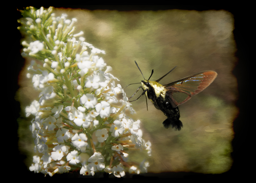Hummingbird Moth Photograph by Steven Michael