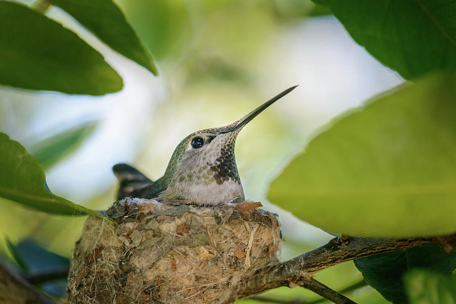 Hummingbird Mother on Nest Photograph by Alexander Kunz