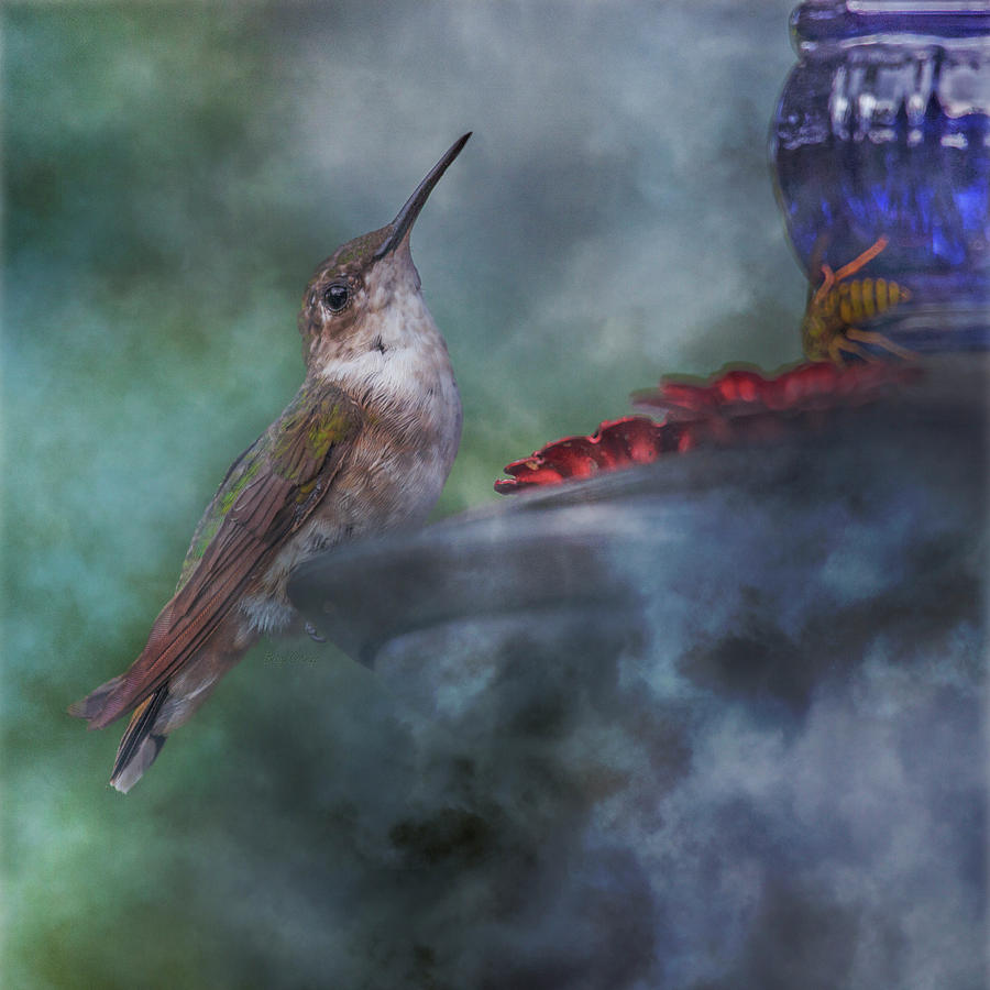 Hummingbird Mystic Mist Photograph