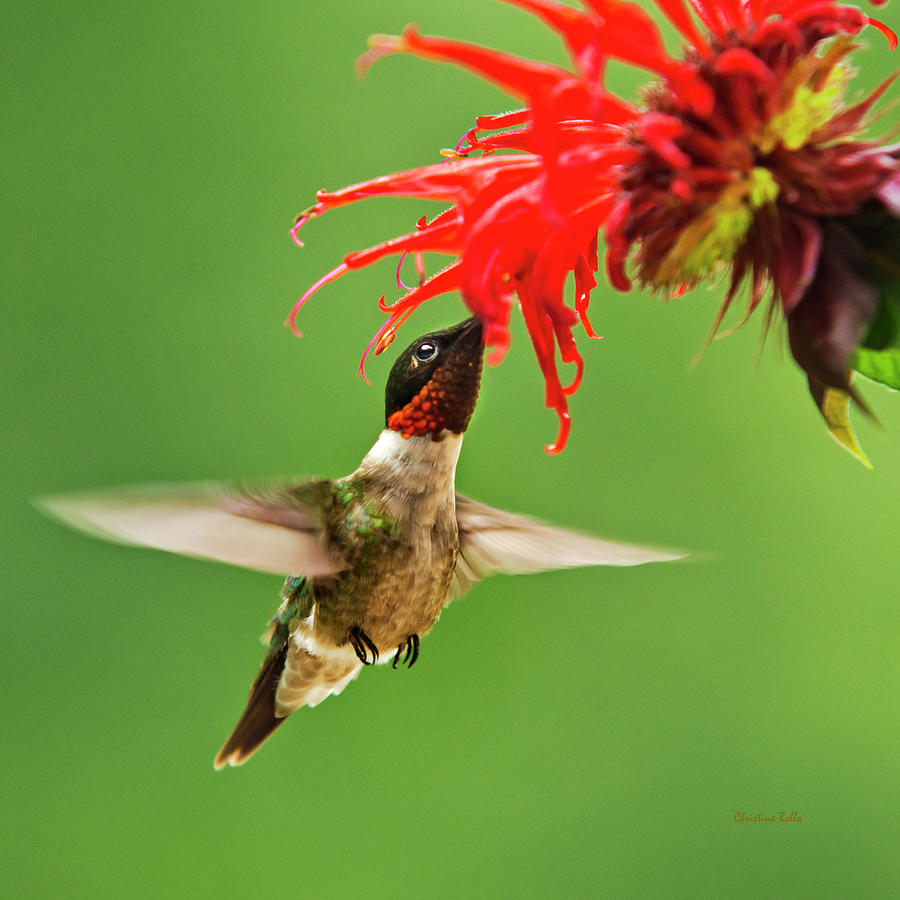 Hummingbird Nectar Photograph by Christina Rollo