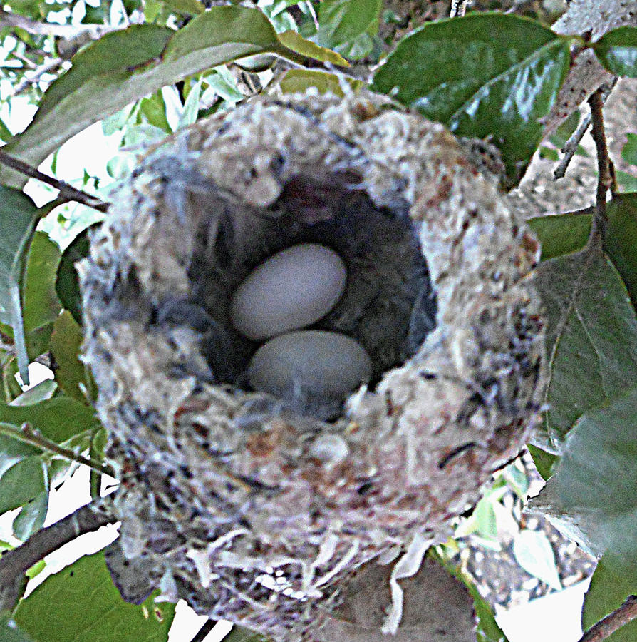 Hummingbird Nest 1 Photograph by Ron Kandt