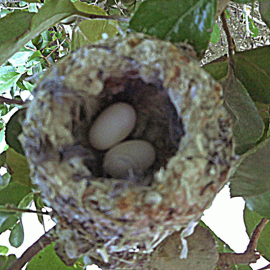 Hummingbird Nest 2 Photograph by Ron Kandt