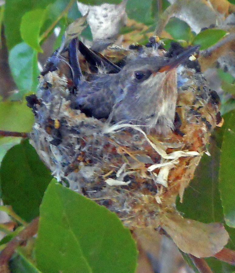 Hummingbird Nest 3 Photograph by Ron Kandt