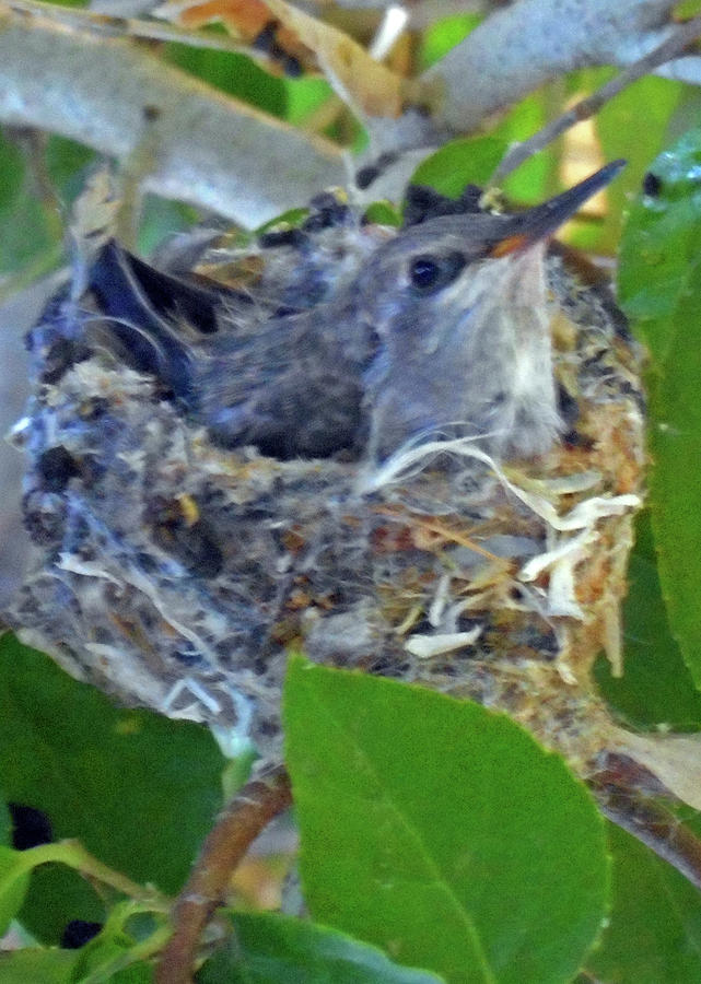 Hummingbird Nest 4 Photograph by Ron Kandt