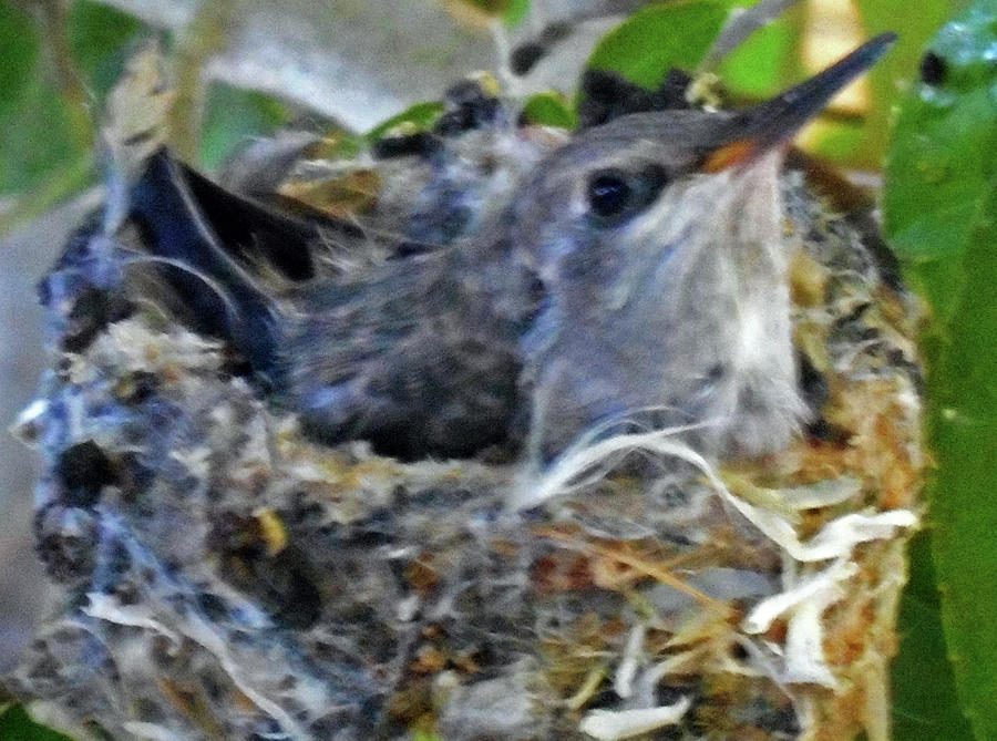 Hummingbird Nest 5 Photograph by Ron Kandt