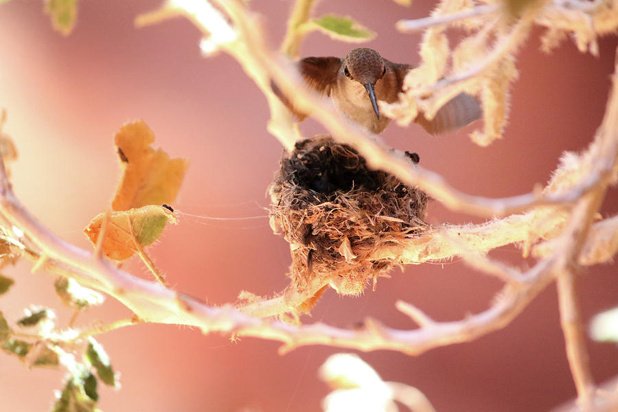 Hummingbird Nest Photograph by Brook Burling