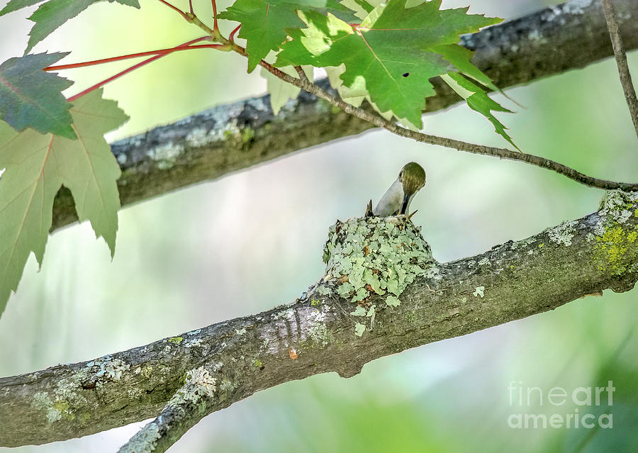 Hummingbird Nest Feed Photograph by Cheryl Baxter