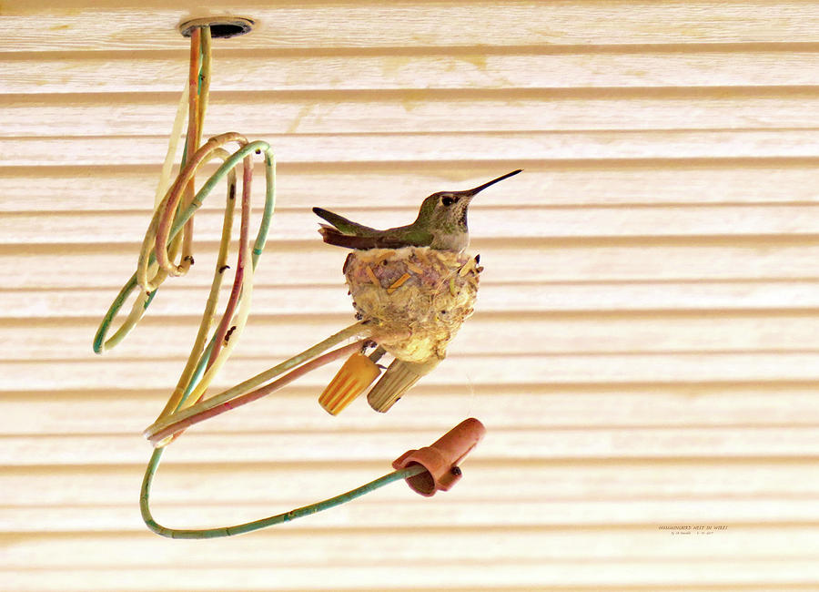 Hummingbird Nest In Wires Photograph by Carl Deaville