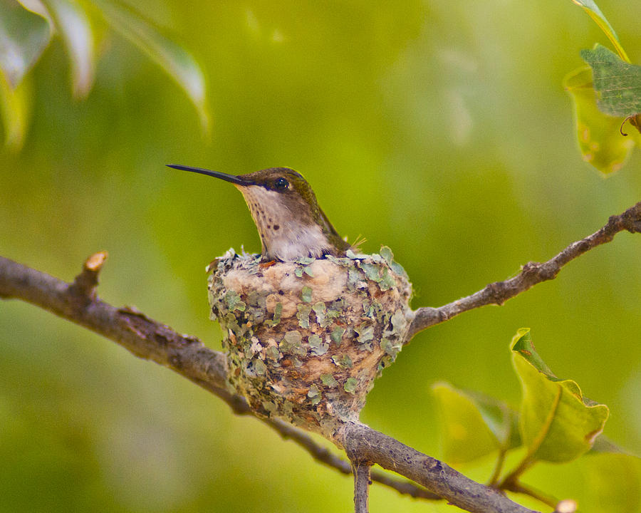 Hummingbird Nesting Photograph by Don Wolf