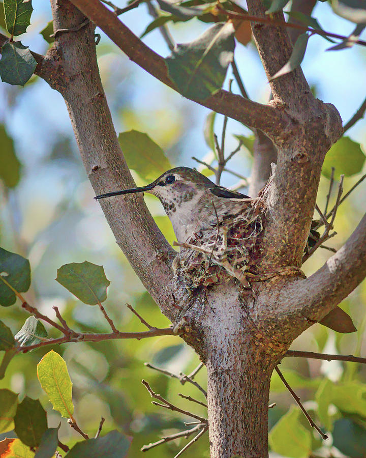 Hummingbird - Nesting Photograph by Nikolyn McDonald