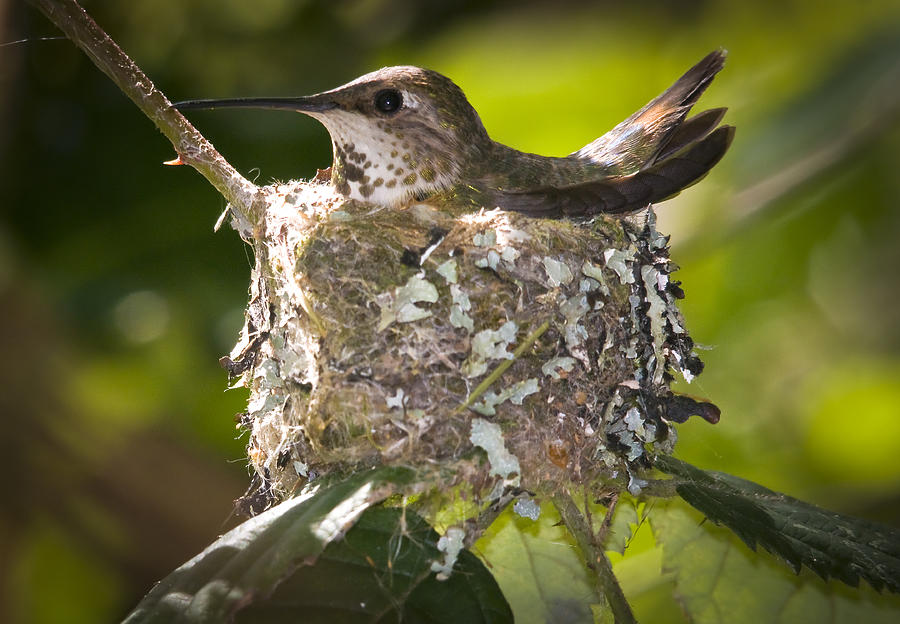 Hummingbird nesting Photograph by Terry Dadswell