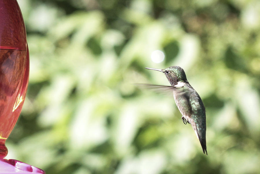 Hummingbird Photograph by Nick Mares