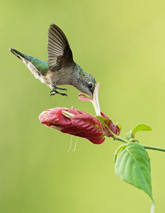 Hummingbird Nose Dive Photograph by William Jobes