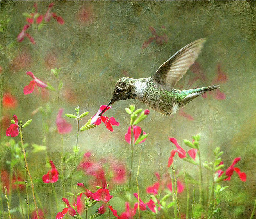 Hummingbird Oasis Photograph by Angie Vogel