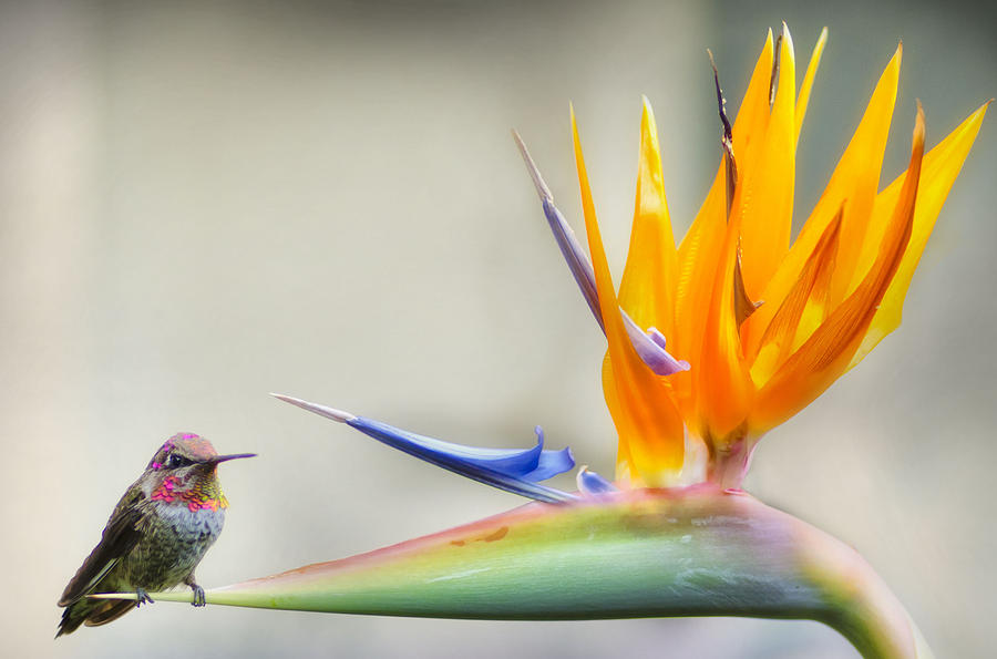 Hummingbird of Paradise Photograph by Lawrence Knutsson