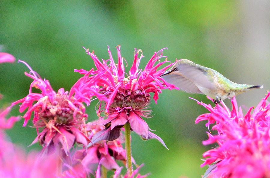 Hummingbird Photograph - Hummingbird on Bee Balm Flower by Lena Hatch