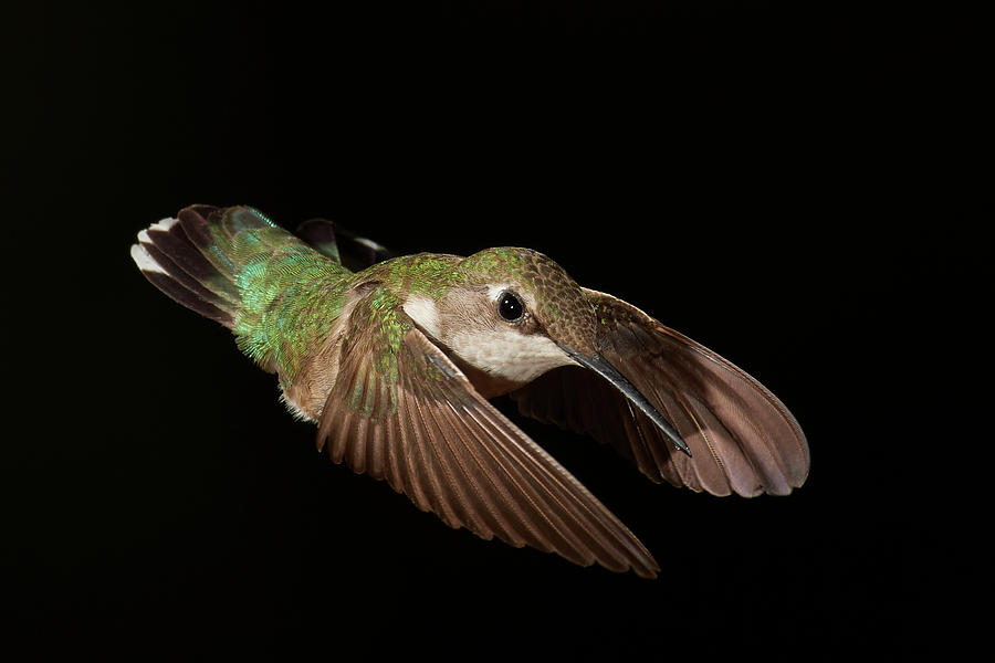 Hummingbird On Black Photograph by Paul Freidlund