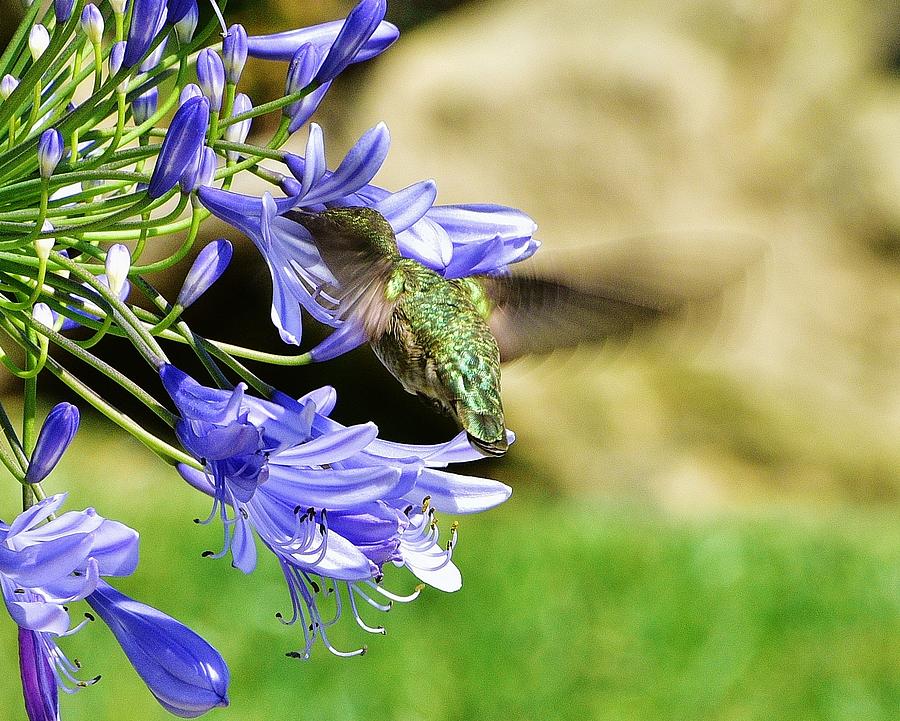 Hummingbird on Blue Agapanthus II Photograph by Linda Brody