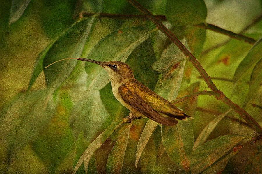 Hummingbird on Branch Photograph by Sandy Keeton