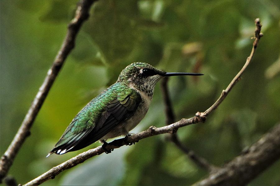 Hummingbird on Branch Photograph by Sheila Brown