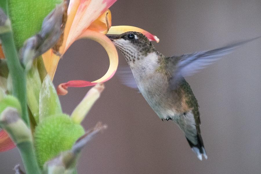 Hummingbird On Canna Lily Photograph