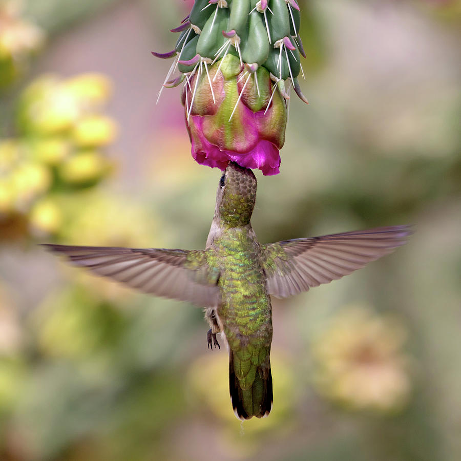 Hummingbird on Cholla Cactus Photograph by Mindy Musick King