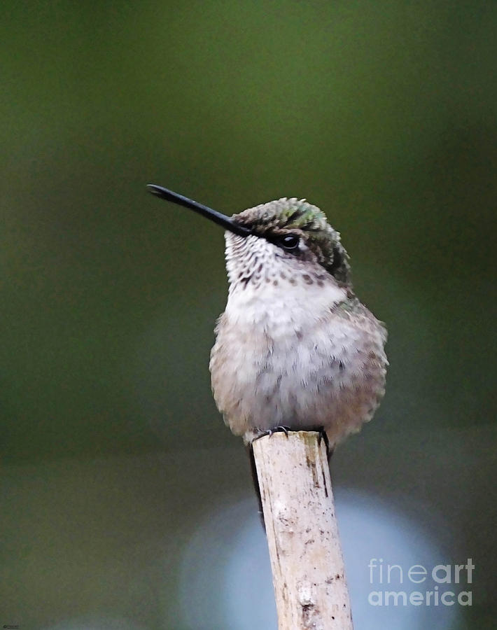 Hummingbird on Fishing Pole 1 Photograph by Lizi Beard-Ward