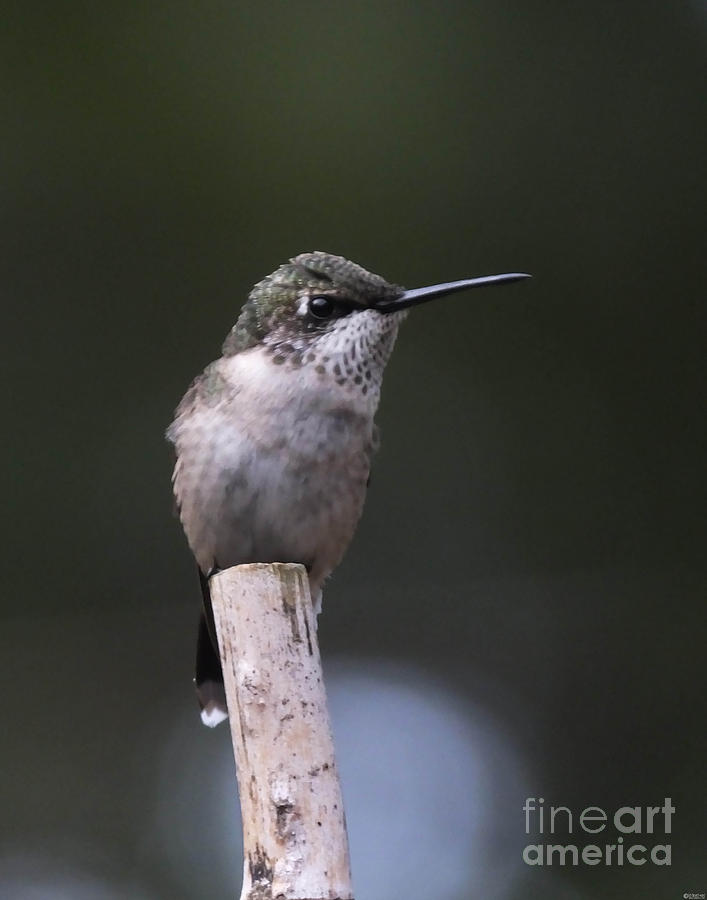 Hummingbird on Fishing Pole 2 Photograph by Lizi Beard-Ward