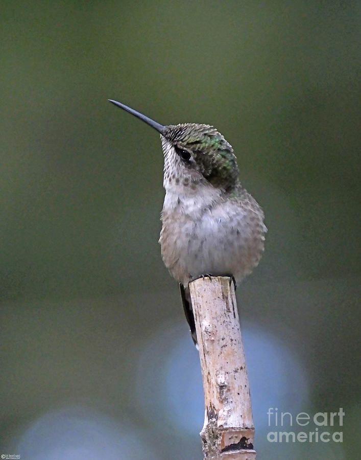 Hummingbird on Fishing Pole 4 Photograph by Lizi Beard-Ward