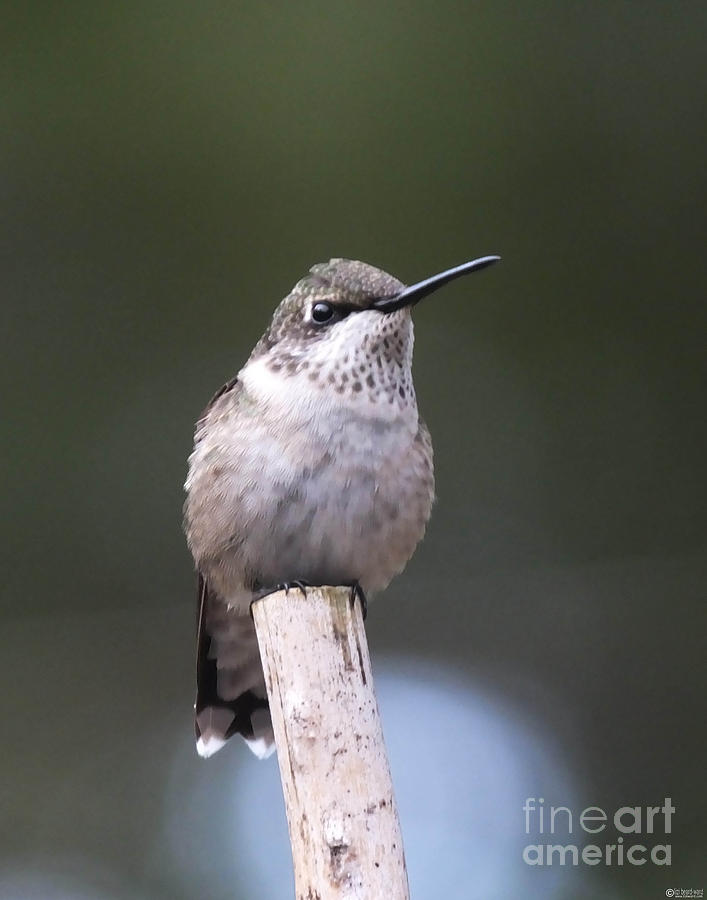 hummingbird on Fishing Pole 5 Photograph by Lizi Beard-Ward