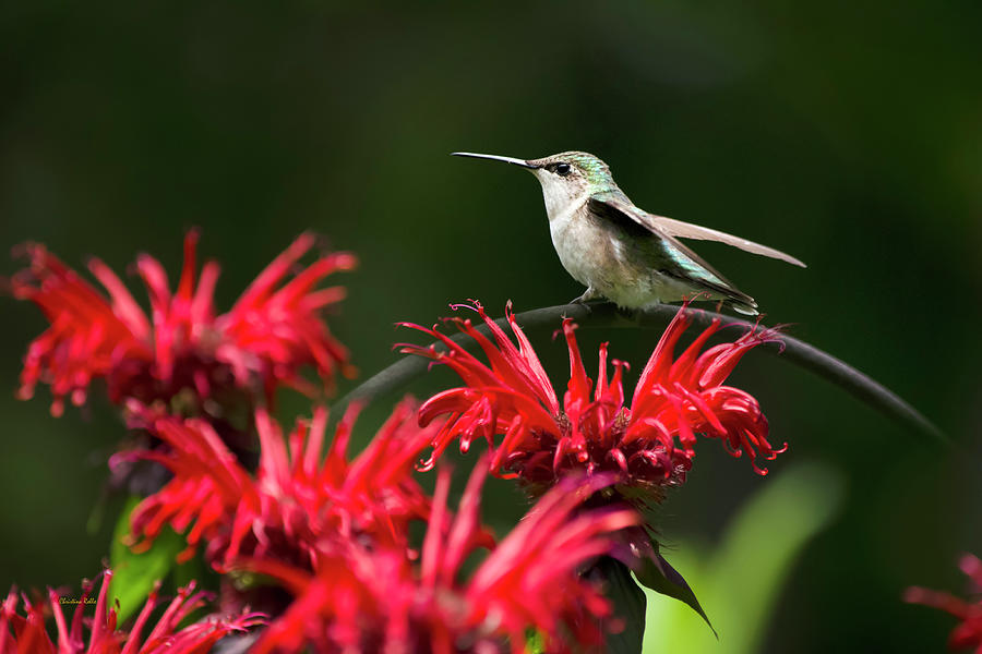 Hummingbird on Flowers Photograph by Christina Rollo