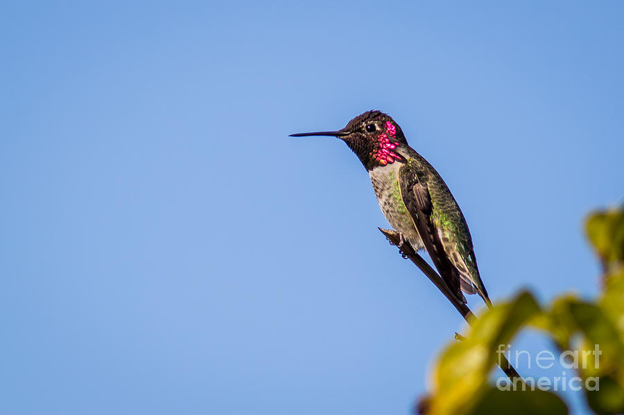 Hummingbird on Guard Photograph by Shawn Jeffries