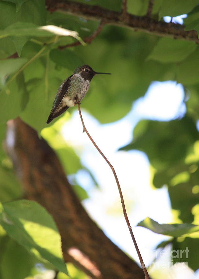 Hummingbird on High Branch Photograph by Carol Groenen