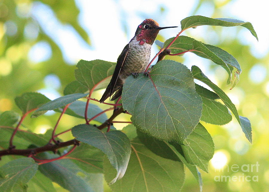 Hummingbird on Leaf Photograph by Carol Groenen