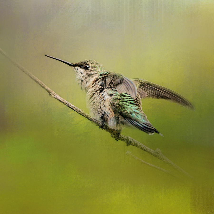 Bird Photograph - Hummingbird on Lime by Jai Johnson