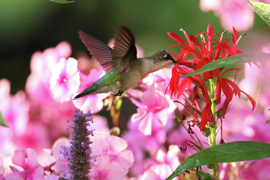 Hummingbird On Lobelia Photograph by Brook Burling