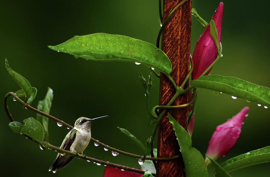 Hummingbird on Mandevilla Vine Photograph by Stamp City
