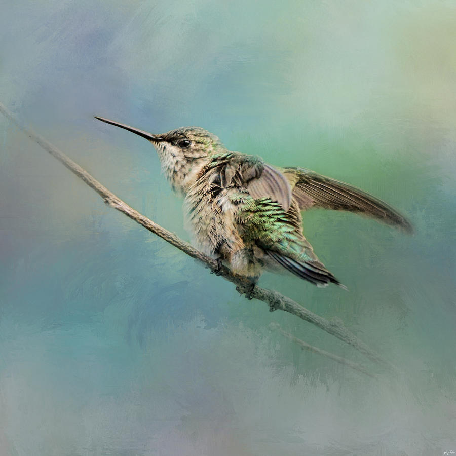 Hummingbird on Mint Photograph by Jai Johnson