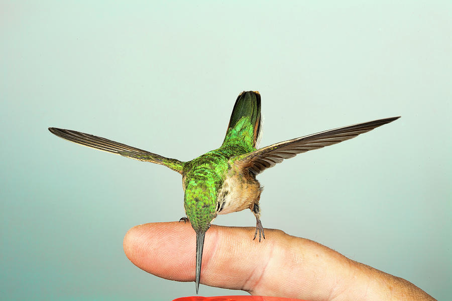 Hummingbird on My Finger Photograph by Gregory Scott