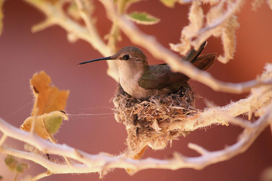 Hummingbird On Nest Photograph by Brook Burling