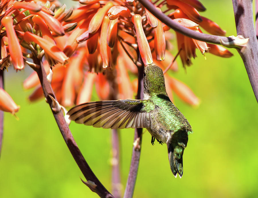 Hummingbird on Orange Aloe Flower 7 Photograph by Linda Brody