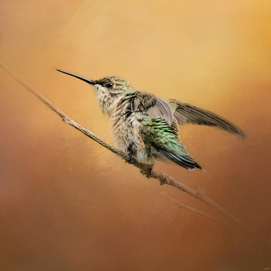 Bird Photograph - Hummingbird on Peach by Jai Johnson