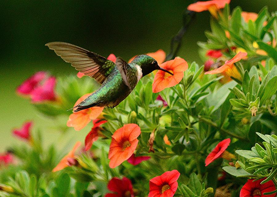 Hummingbird on Superbells Photograph by Judy Genovese